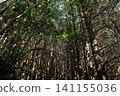 A dense forest landscape of towering cedar and cypress trees reaching towards the sky. 141155036