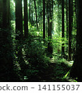 A quiet cedar forest path where mystical sunlight filters through the trees, a healing forest image (square size) 141155037