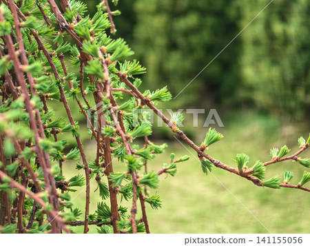 Branch of Weeping Larch Larix decidua Pendula with Fresh Spring Growth Branch of Weeping Larch Larix decidua Pendula with Fresh Spring Growth 141155056