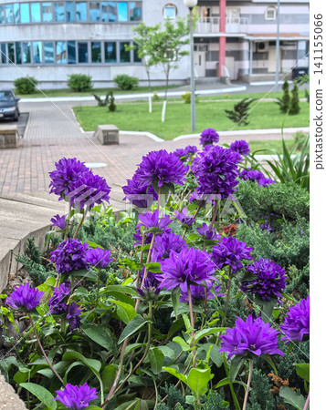 Purple bellflowers blooming in courtyard flower bed near residential building Purple bellflowers blooming in courtyard flower bed near residential building 141155066
