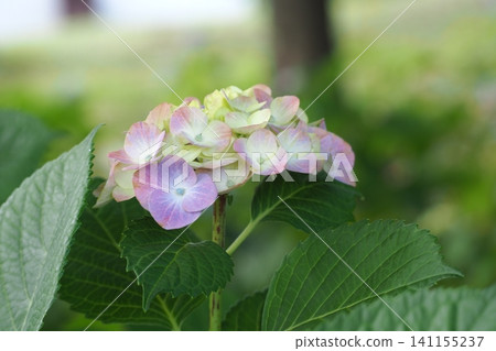 Hydrangeas blooming in the park Hydrangeas blooming in the park 141155237