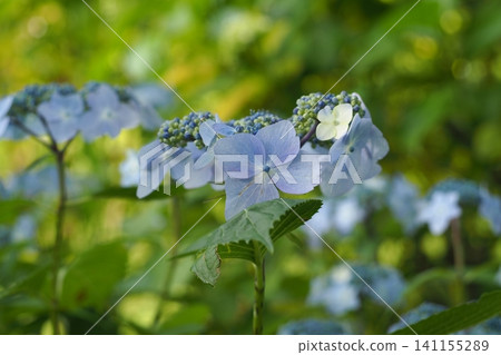 藍色繡球花 141155289