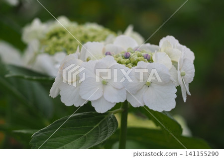 白色繡球花 141155290