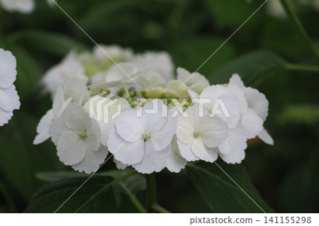 White hydrangea White hydrangea 141155298