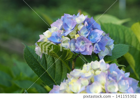 Hydrangea flowering in the park Hydrangea flowering in the park 141155302