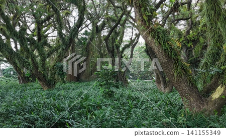 a lush green forest of ancient, moss-covered rain trees with spreading canopies, resembling a mystical fairytale woodland in Indonesia a lush green forest of ancient, moss-covered rain trees with spreading canopies, resembling a mystical fairytale woodland in Indonesia 141155349