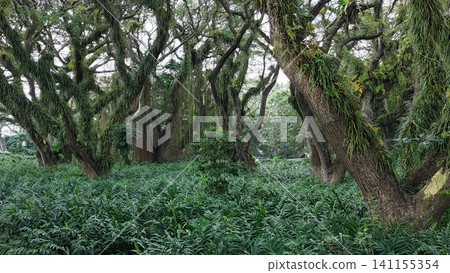 a lush green forest of ancient, moss-covered rain trees with spreading canopies, resembling a mystical fairytale woodland in Indonesia a lush green forest of ancient, moss-covered rain trees with spreading canopies, resembling a mystical fairytale woodland in Indonesia 141155354