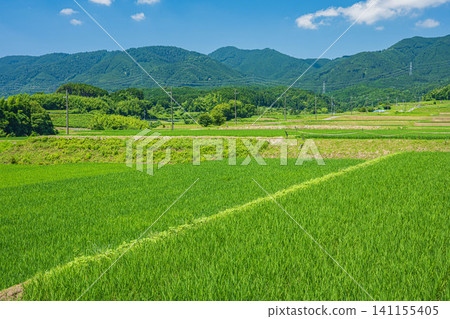 Terraced rice fields in Ogi, Otsu City, Shiga Prefecture Terraced rice fields in Ogi, Otsu City, Shiga Prefecture 141155405