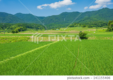 Terraced rice fields in Ogi, Otsu City, Shiga Prefecture Terraced rice fields in Ogi, Otsu City, Shiga Prefecture 141155406