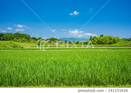Terraced rice fields in Ogi, Otsu City, Shiga Prefecture Terraced rice fields in Ogi, Otsu City, Shiga Prefecture 141155426