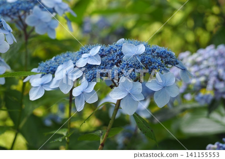 藍色繡球花 141155553