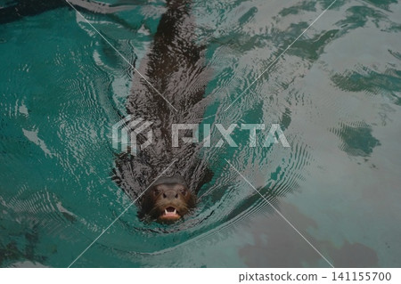 Northern fur seal swimming playfully in tranquil water Northern fur seal swimming playfully in tranquil water 141155700