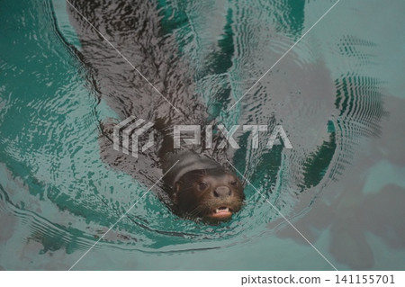 California Sea Lion Gliding Through Clear Blue Water California Sea Lion Gliding Through Clear Blue Water 141155701