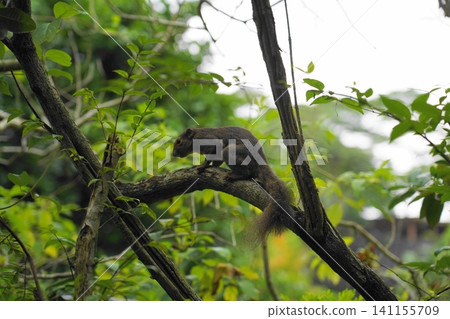Squirrel on a Tree Branch in Lush Green Forest Squirrel on a Tree Branch in Lush Green Forest 141155709