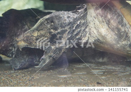 Impressive Alligator Snapping Turtle Close Up View Impressive Alligator Snapping Turtle Close Up View 141155741