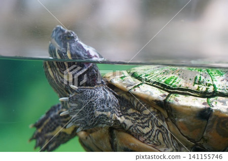 Close up of a red-eared slider turtle in water Close up of a red-eared slider turtle in water 141155746