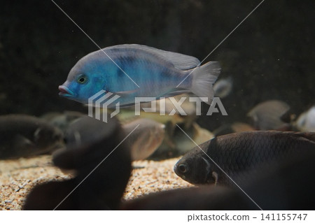 Vibrant Blue Cichlid Fish in Aquarium Waters Vibrant Blue Cichlid Fish in Aquarium Waters 141155747