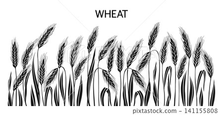 Golden wheat ear background banner cereal grain spikelet stalk pattern organic label design template Golden wheat ear background banner cereal grain spikelet stalk pattern organic label design template 141155808
