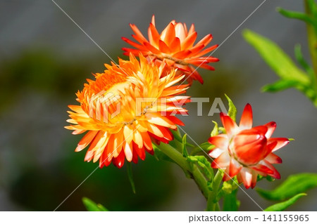 蠟菊 蠟菊 141155965