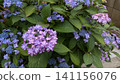  hydrangea 141156076