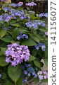  hydrangea 141156077