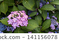  hydrangea 141156078
