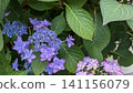  hydrangea 141156079