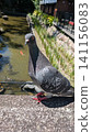 A friendly rock dove perched on the railing of a stone bridge. 141156083