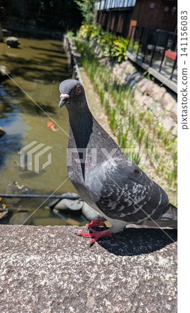 A friendly rock dove perched on the railing of a stone bridge. A friendly rock dove perched on the railing of a stone bridge. 141156083