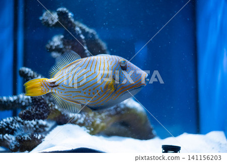 Tropical sea fish balistap with orange stripes underwater against aquarium background. Balistapus undulatus. Tropical sea fish balistap with orange stripes underwater against aquarium background. Balistapus undulatus. 141156203
