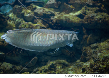 Silver arowana in aquarium. Freshwater fish. Lucky fish. Silver arowana in aquarium. Freshwater fish. Lucky fish. 141156206