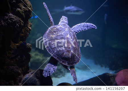 Big beautiful turtle in an aquarium. Turtle in captivity. Background, space for text. Big beautiful turtle in an aquarium. Turtle in captivity. Background, space for text. 141156207