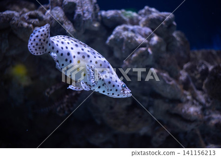 Leopard grouper in aquarium close-up. Leopard grouper in aquarium close-up. 141156213