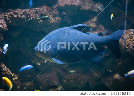 Colossoma macropomum is a species of freshwater ray-finned fish in the subfamily Serrasalminae, the family Characidae, the only species in the genus Colossoma. Colossoma macropomum is a species of freshwater ray-finned fish in the subfamily Serrasalminae, the family Characidae, the only species in the genus Colossoma. 141156215