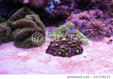 Purple and green zoanthus in a reef aquarium. Purple and green zoanthus in a reef aquarium. 141156221