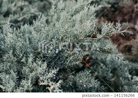 Juniper is a genus of evergreen coniferous shrubs and trees in the Cypress family. Juniper is a genus of evergreen coniferous shrubs and trees in the Cypress family. 141156266