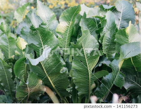 Lush green horseradish (Armoracia rusticana) leaves growing in a garden on a sunny day. Organic perennial herb cultivated for its edible roots and aromatic foliage. Natural agricultural background 141156273