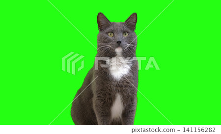 Cat Standing on a Wooden Stool on Green Background. Gray White Feline Sniffing Against Green Screen Chromakey. Real Shot Cat Isolated. Kitty Cat licks its muzzle. Kitten video. Keying. Goods pets 4K Cat Standing on a Wooden Stool on Green Background. Gray White Feline Sniffing Against Green Screen Chromakey. Real Shot Cat Isolated. Kitty Cat licks its muzzle. Kitten video. Keying. Goods pets 4K 141156282