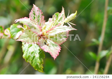 Chinese rose, hibiscus or Hibiscus Rosa Sinensis Variegata leaf and bud flower Chinese rose, hibiscus or Hibiscus Rosa Sinensis Variegata leaf and bud flower 141156284