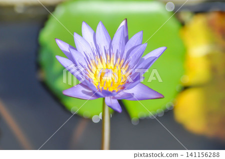 purple lotus or Sacred Lotus or Egyptian Lotus or Nelumbo nucifera Gaertn purple lotus or Sacred Lotus or Egyptian Lotus or Nelumbo nucifera Gaertn 141156288