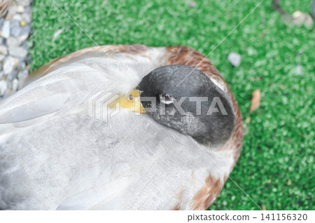 duck or Khaki Campbell duck duck or Khaki Campbell duck 141156320