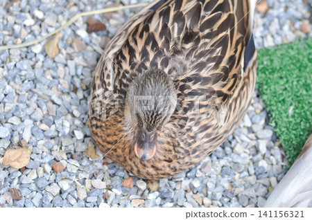 duck or mallard duck or Khaki Campbell duck 141156321