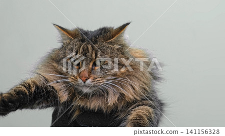 Cat on Gray Background. Gray White Feline Against Neutral Grey Plain Backdrop. Real Shot Cat Isolated is Sitting, Looking Up, Playing. Kitty Cat licks its muzzle. Kitten video. Goods for pets 4K Cat on Gray Background. Gray White Feline Against Neutral Grey Plain Backdrop. Real Shot Cat Isolated is Sitting, Looking Up, Playing. Kitty Cat licks its muzzle. Kitten video. Goods for pets 4K 141156328