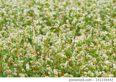 beautiful landscape with buckwheat field, close-up of white buckwheat flowers beautiful landscape with buckwheat field, close-up of white buckwheat flowers 141156442