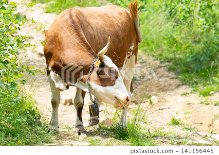 Cow in the meadow Cow in the meadow 141156445