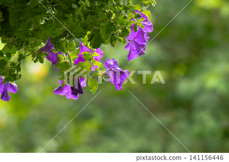 Beautiful Petunia flowers in trendy ultra violet color, front yard or backyard garden in hanging pot, porch or patio Beautiful Petunia flowers in trendy ultra violet color, front yard or backyard garden in hanging pot, porch or patio 141156446