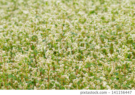 beautiful landscape with buckwheat field, close-up of white buckwheat flowers 141156447
