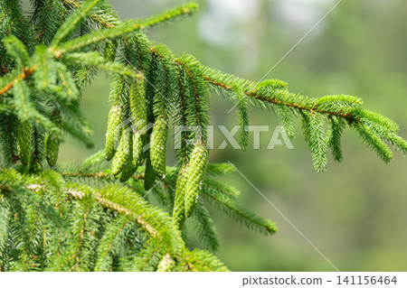 CLose up of the bright green young spruce branches on a green blurred background CLose up of the bright green young spruce branches on a green blurred background 141156464
