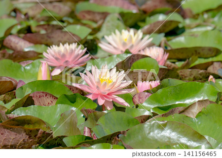Nymphaea also known as the European water lily, water rose or nenuphar. Nymphaea also known as the European water lily, water rose or nenuphar. 141156465