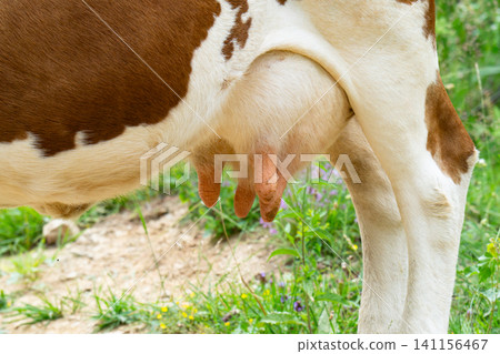 cow's tits ready for milking inside dairy farm cow's tits ready for milking inside dairy farm 141156467